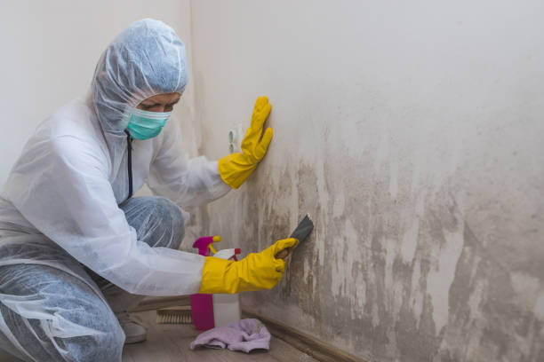 Best Commercial Mold Inspection  in Greenwood Village, CO